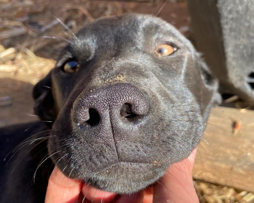 Adotta il cane TEO a Palermo
