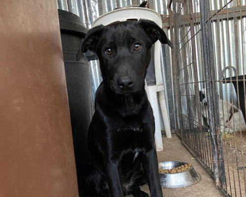 Adotta un cane, maschio, 3 anni  e 9 mesi , Palermo