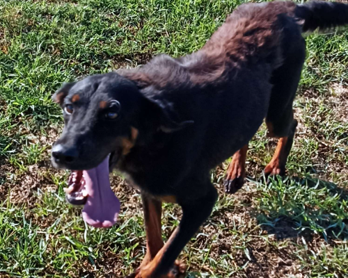 Adotta un cane, taglia media, maschio, Latina