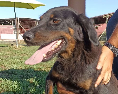 Adotta un cane, maschio, 4 anni e 11 mesi, Latina