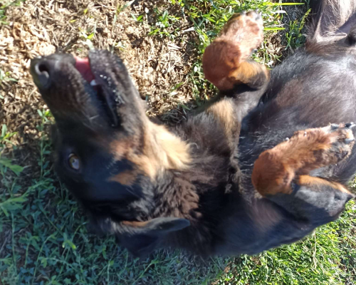 Vuoi adottare un cane a Latina?