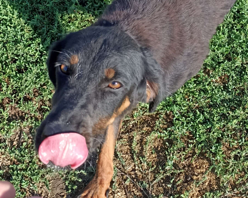 Adozione cane, maschio, meticcio, 4 anni e 11 mesi, taglia media, Latina