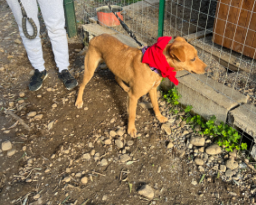 Adotta un cane, taglia media, maschio, Catanzaro