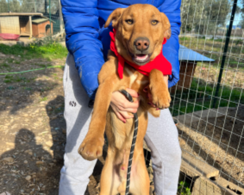Adozione cane, maschio, meticcio, 3 anni  e 1 mese, taglia media, Catanzaro