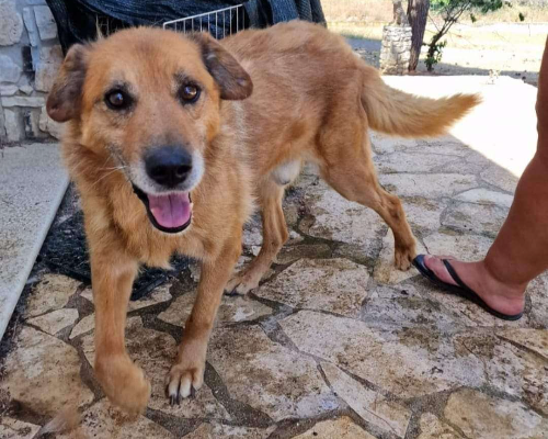 Adotta un cane, maschio, 15 anni  e 7 mesi , Foggia