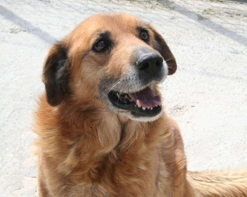 Vuoi adottare un cane a Foggia?