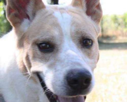 Adotta un cane, taglia grande, maschio, Milano