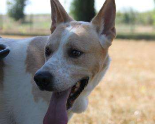 Adotta un cane, maschio, 7 anni  e 7 mesi , Milano