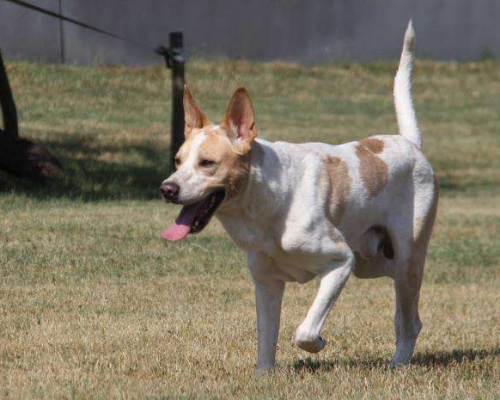Vuoi adottare un cane a Milano?