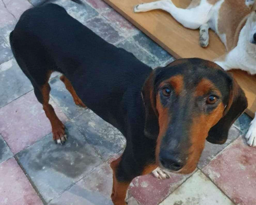 Vuoi adottare un cane a Chieti?