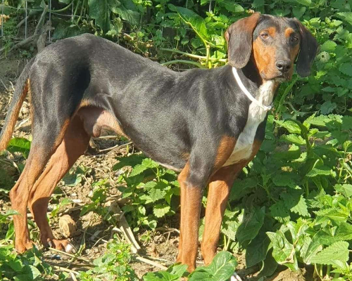 Adotta il cane LEO a Chieti