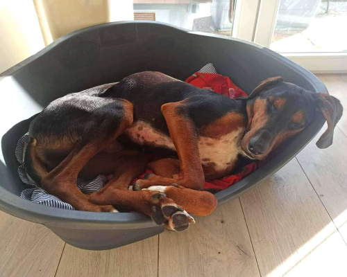 Adotta un cane, taglia media, maschio, Chieti