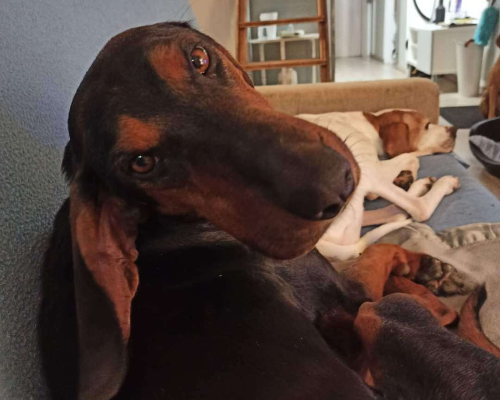 Foto dell'animale
