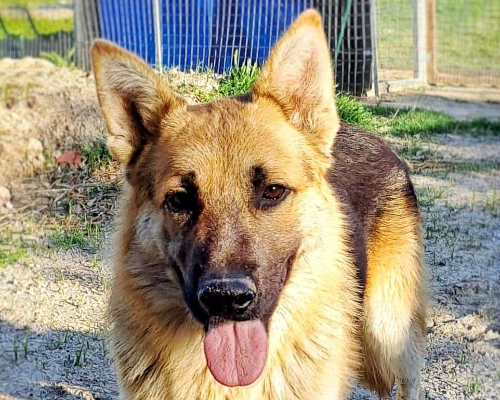 Adotta un cane, maschio, 4 anni e 6 mesi, Crotone