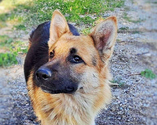 Adozione cane, maschio, Pastore tedesco, 4 anni e 6 mesi, taglia media, Crotone