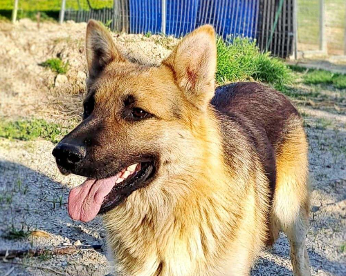 Adotta un cane, taglia media, maschio, Crotone