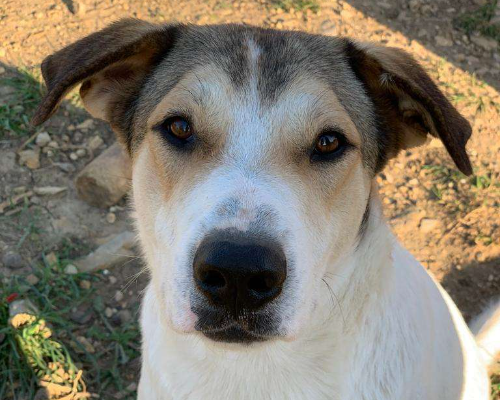 Adozione cane, femmina, Pastore maremmano, 5 anni  e 2 mesi , taglia grande, Roma