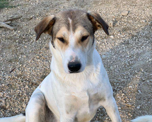 Adotta un cane, taglia grande, femmina, Roma