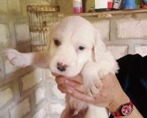 Adozione cane, maschio, meticcio, 3 anni, taglia grande, Siracusa