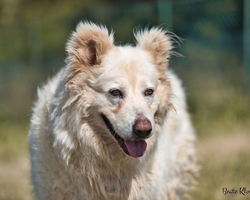 Adotta un cane, femmina, 8 anni  e 5 mesi , Roma
