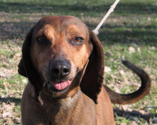 Adozione cane, maschio, Segugio, 10 anni, taglia media contenuta, Milano