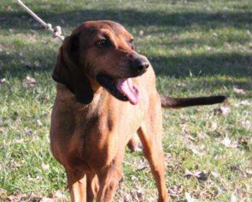 Adotta un cane, maschio, 10 anni, Milano