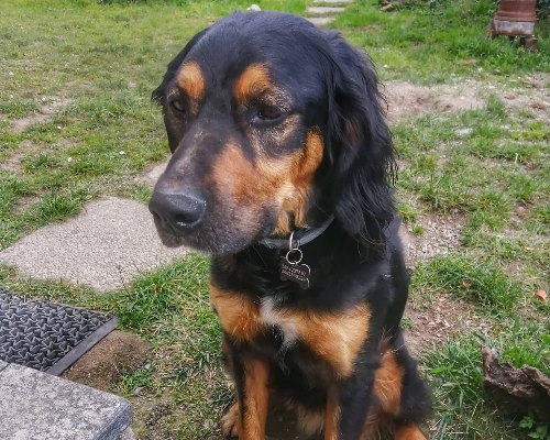 Adotta il cane LEO a Genova