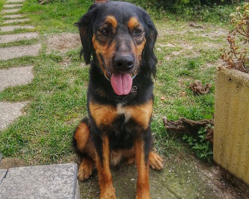 Adotta un cane, taglia media, maschio, Genova