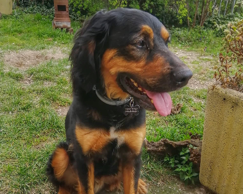 Vuoi adottare un cane a Genova?