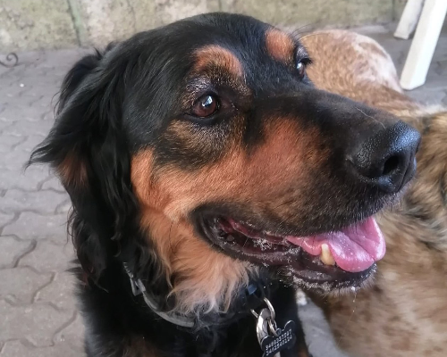 Adotta un cane, maschio, 7 anni  e 3 mesi , Genova