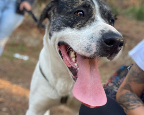 Adotta un cane, taglia grande, maschio, Palermo