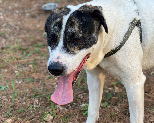 Adotta un cane, maschio, 4 anni  e 4 mesi , Palermo