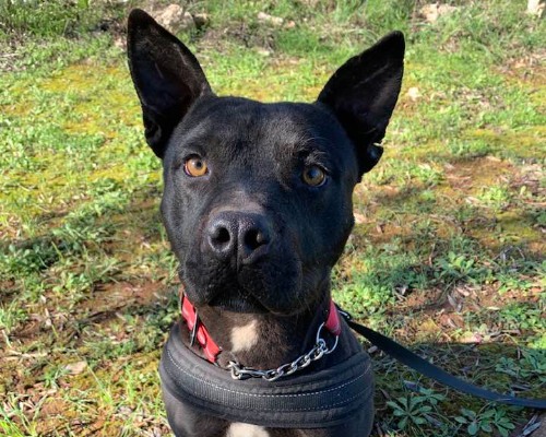 Adotta un cane, maschio, 3 anni  e 5 mesi , Taranto