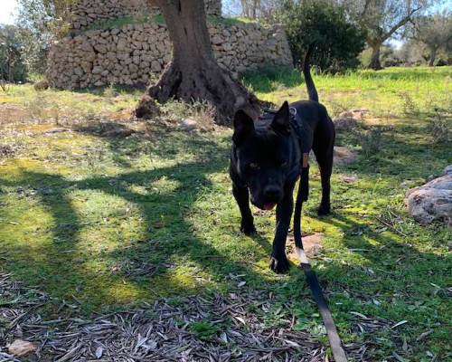 Adotta il cane ZORRO a Taranto