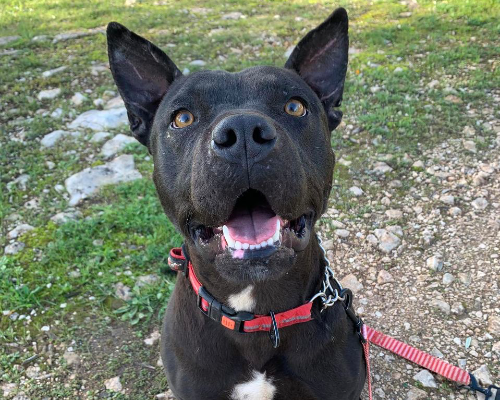 Vuoi adottare un cane a Taranto?