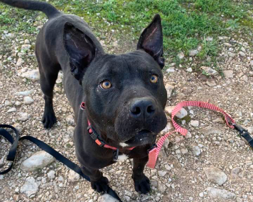 Adotta un cane, taglia media, maschio, Taranto
