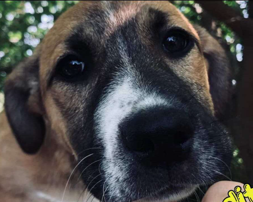 Adozione cane, femmina, meticcio, 2 anni e 9 mesi, taglia media, Crotone