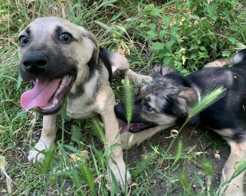 Adozione cane, maschio, Razza sconosciuta Razza sconosciuta, 3 anni e 1 mese, taglia media, Frosinone