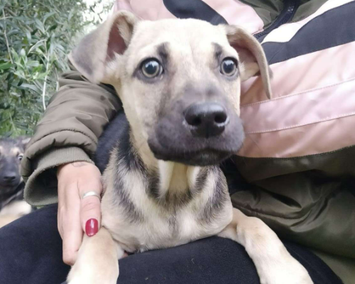 Adotta un cane, maschio, 3 anni e 1 mese, Frosinone