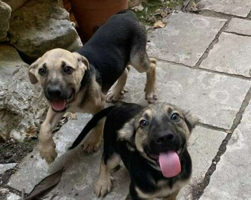 Adotta un cane, taglia media, maschio, Frosinone