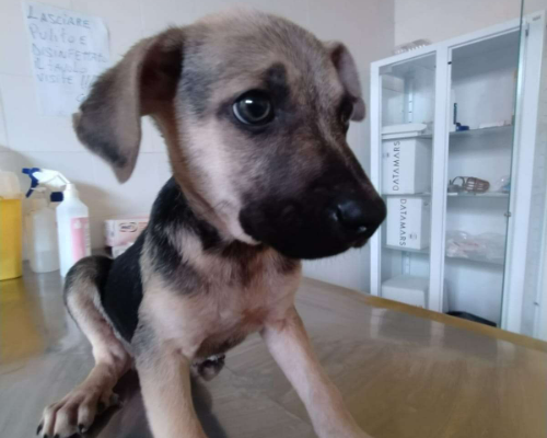 Vuoi adottare un cane a Frosinone?