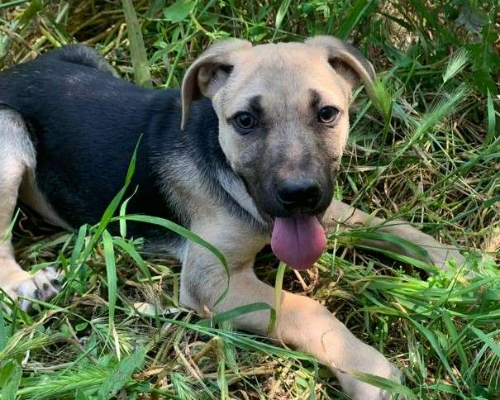 Adotta il cane MUGHETTO a Frosinone