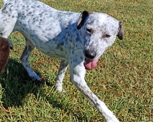 Adotta un cane, femmina, 5 anni  e 2 mesi , Latina
