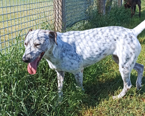 Vuoi adottare un cane a Latina?