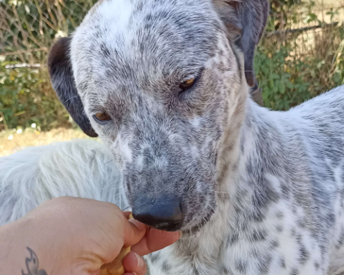 Adotta il cane Celine a Latina