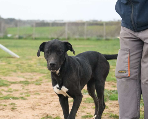 Adotta un cane, femmina, 3 anni  e 7 mesi , Roma