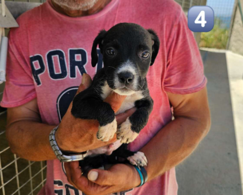 Vuoi adottare un cane a Potenza?