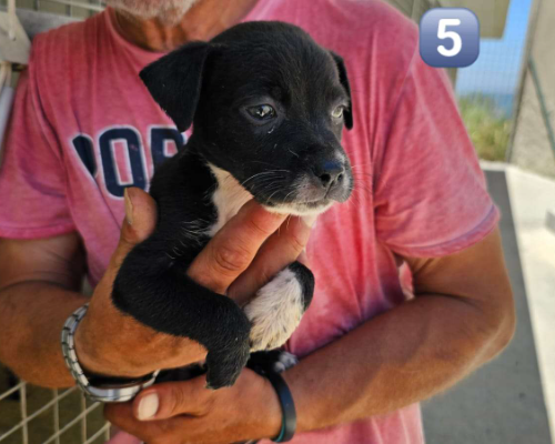 Adotta il cane Freddie e i fratellini a Potenza