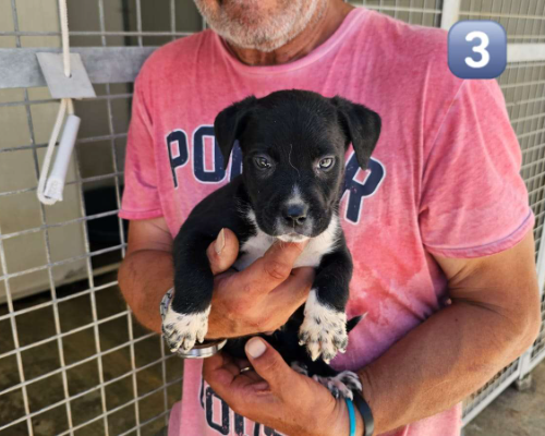 Adotta un cane, taglia media, maschio, Potenza