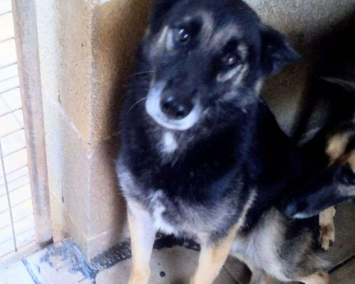 Adotta il cane Gastone a Taranto
